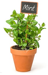 Mint-plant